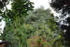 cedar tree.jpg (396821 bytes)