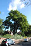 oak 2006.jpg (463333 bytes)
