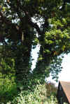 oak tree ivy.jpg (554753 bytes)